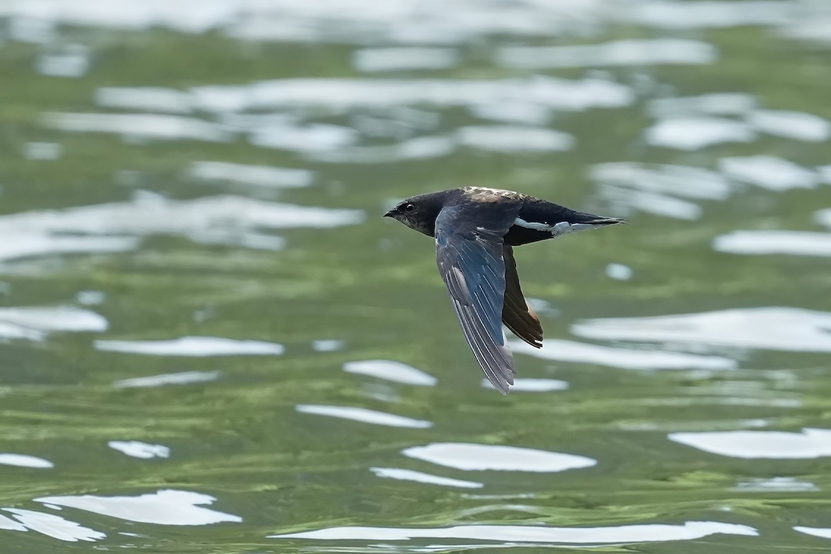 Silver-backed Needletail - ML623273200