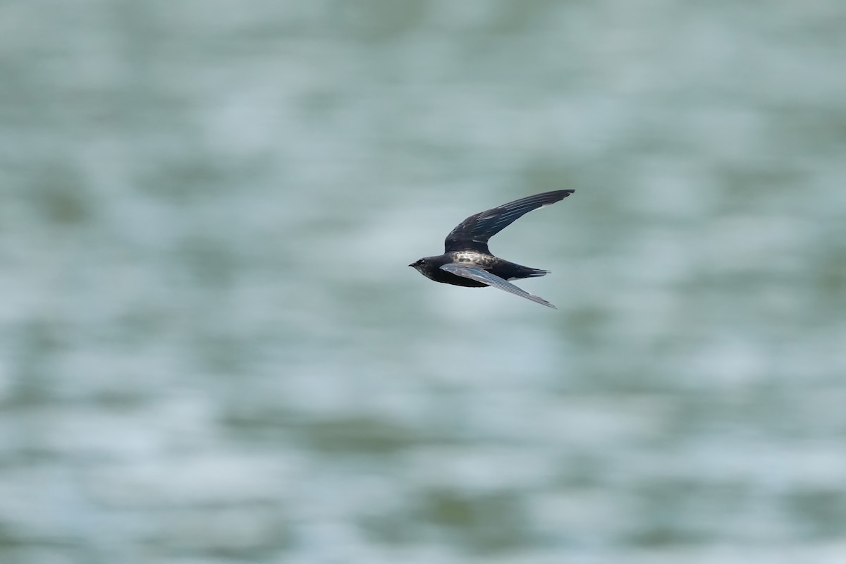 Silver-backed Needletail - ML623273204