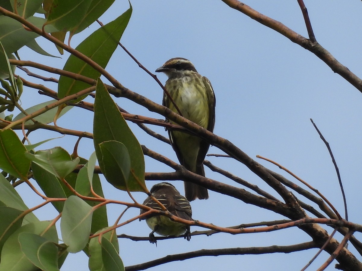 Piratic Flycatcher - ML623273215