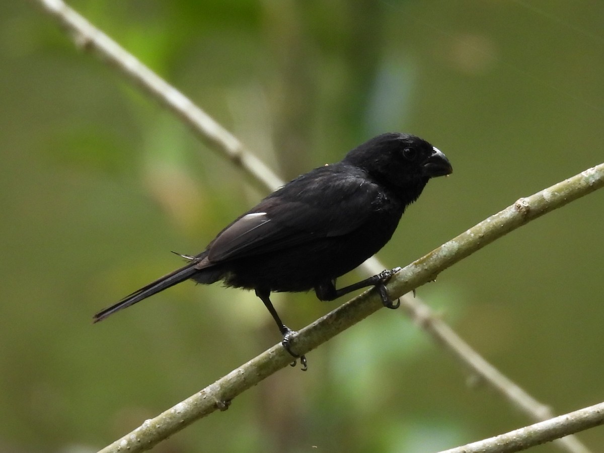 Variable Seedeater - ML623273234