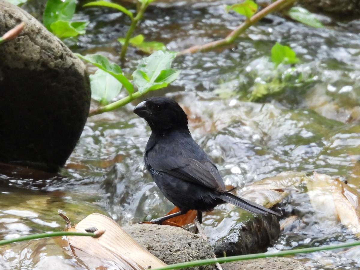 Variable Seedeater - ML623273235