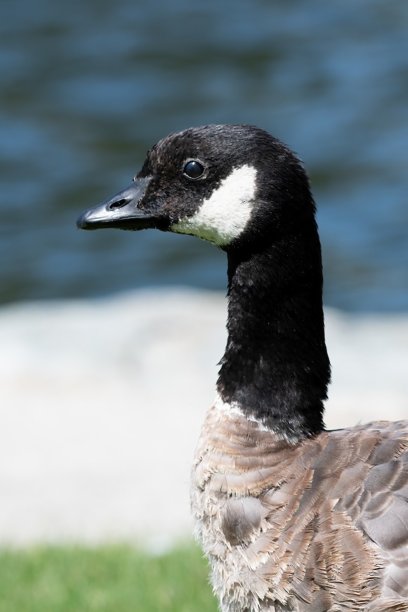 Cackling Goose - ML623273271