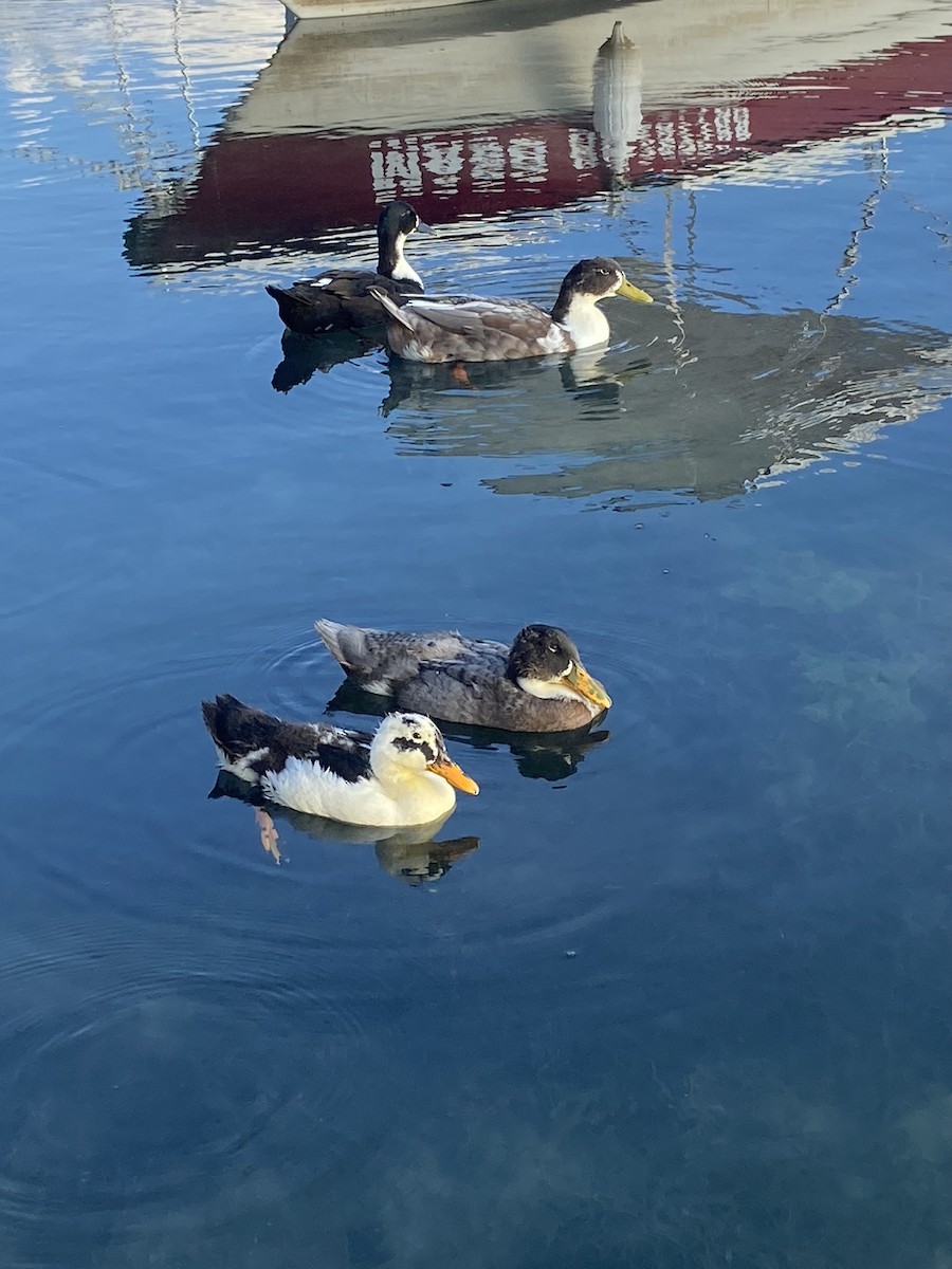 Mallard (Domestic type) - ML623273329