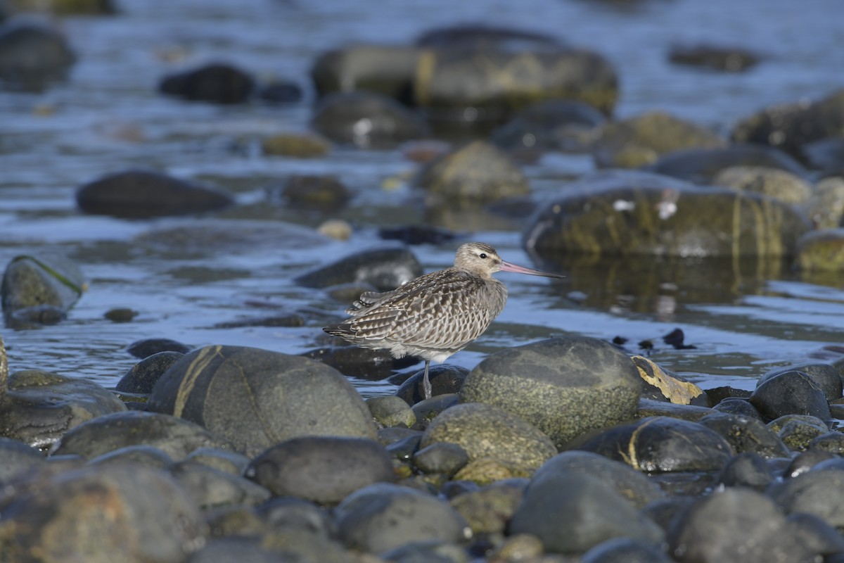břehouš rudý - ML623273358