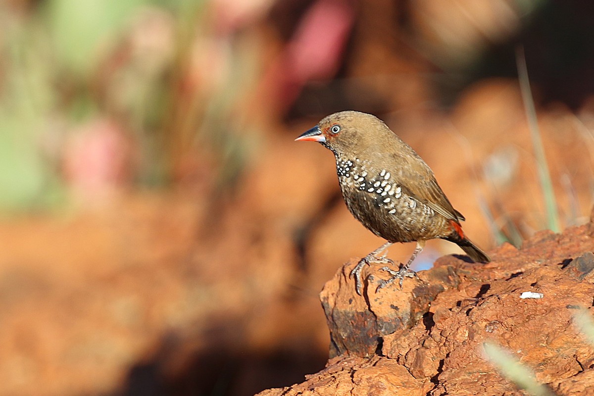 Painted Firetail - ML623273414