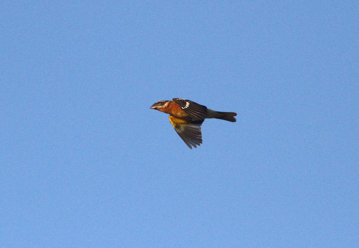 Black-headed Grosbeak - Paul Heveran