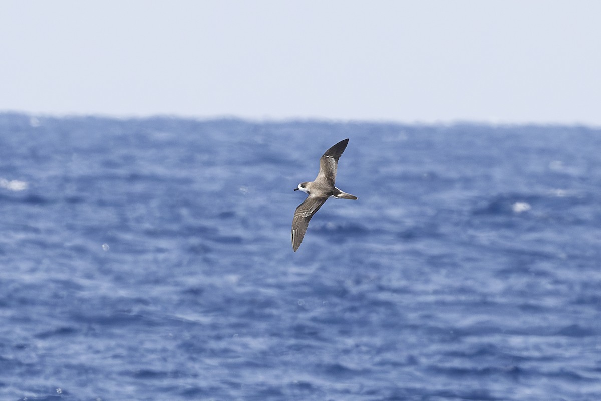 Bermuda Petrel - ML623273525