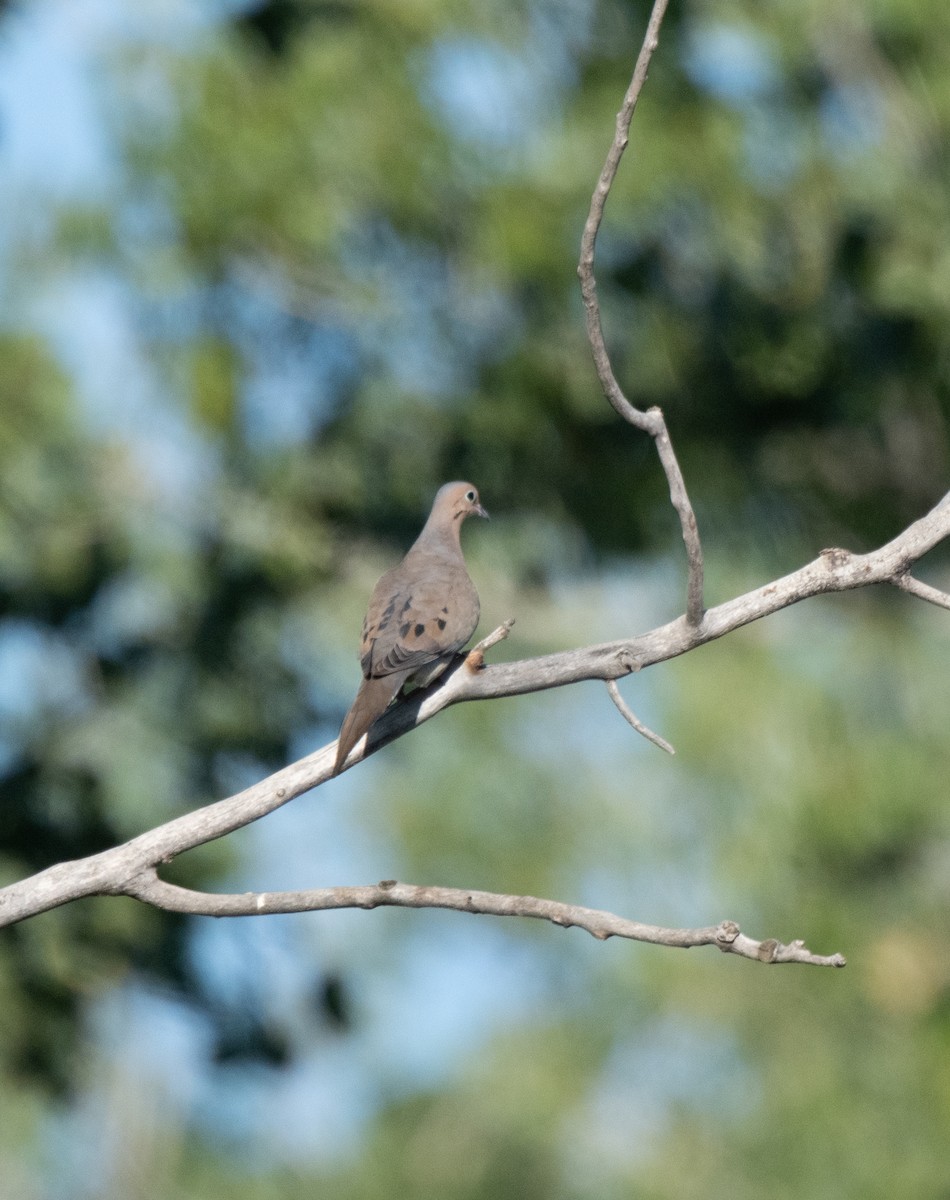 Mourning Dove - ML623273546