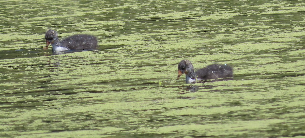 American Coot (Red-shielded) - ML623273588