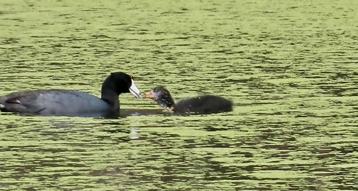 American Coot (Red-shielded) - ML623273591