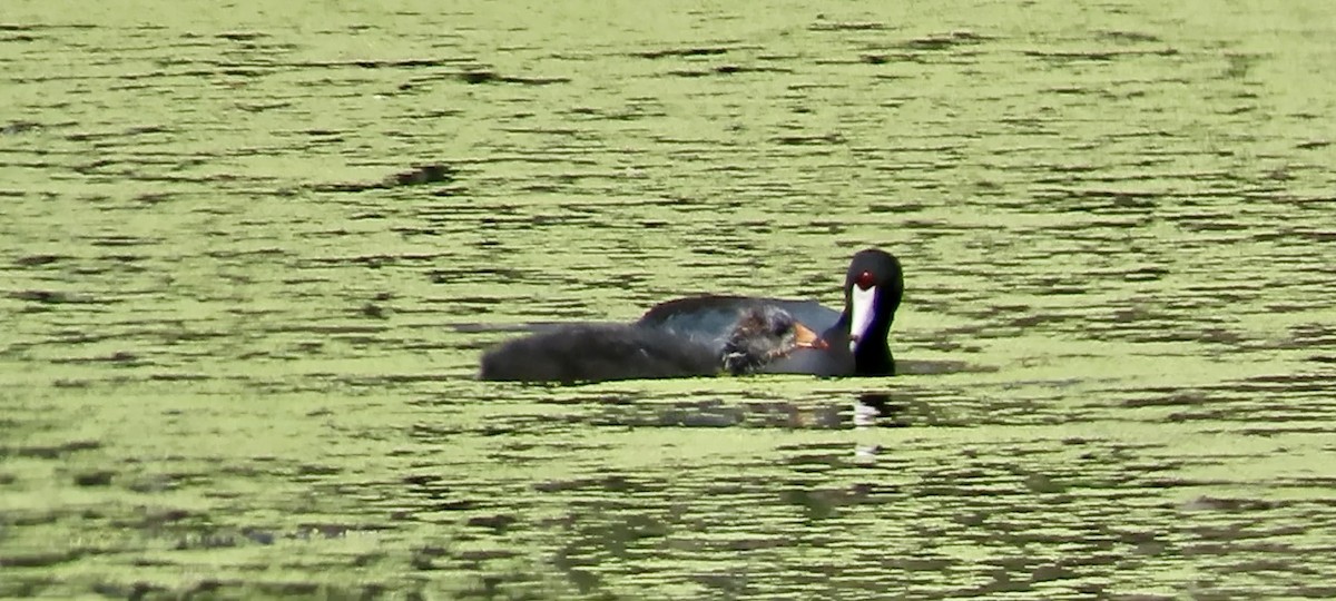 American Coot (Red-shielded) - ML623273594