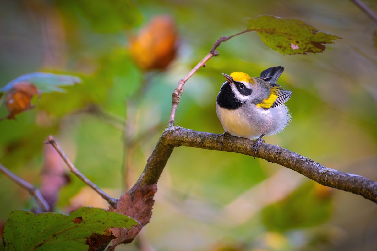 Golden-winged Warbler - ML623273598