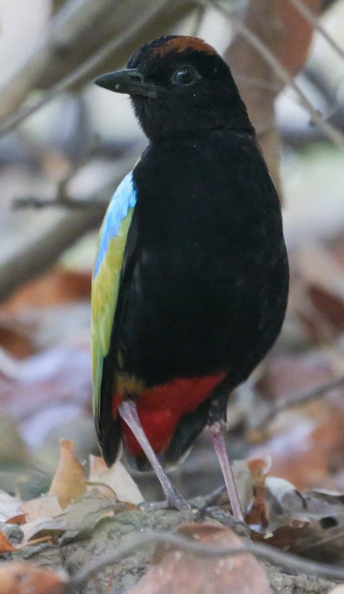 Regenbogenpitta - ML623273603