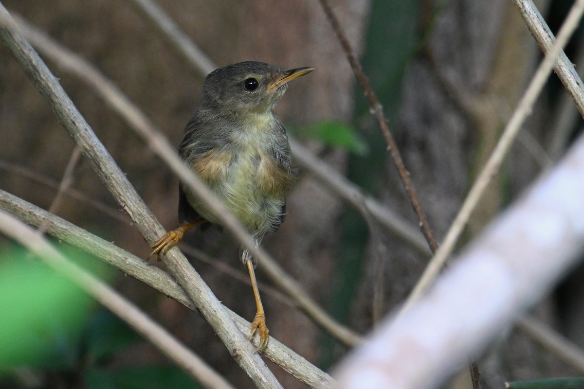 Brownish-flanked Bush Warbler - ML623273627