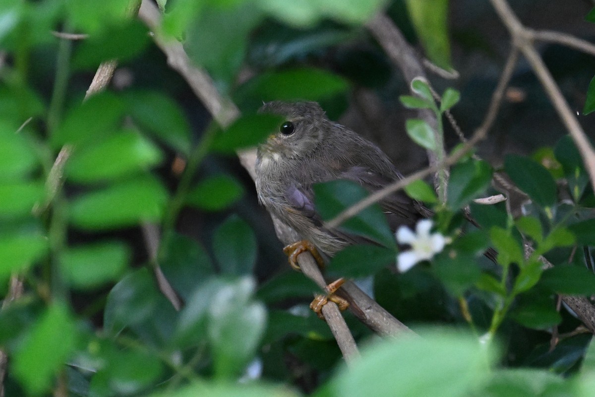 Brownish-flanked Bush Warbler - ML623273628