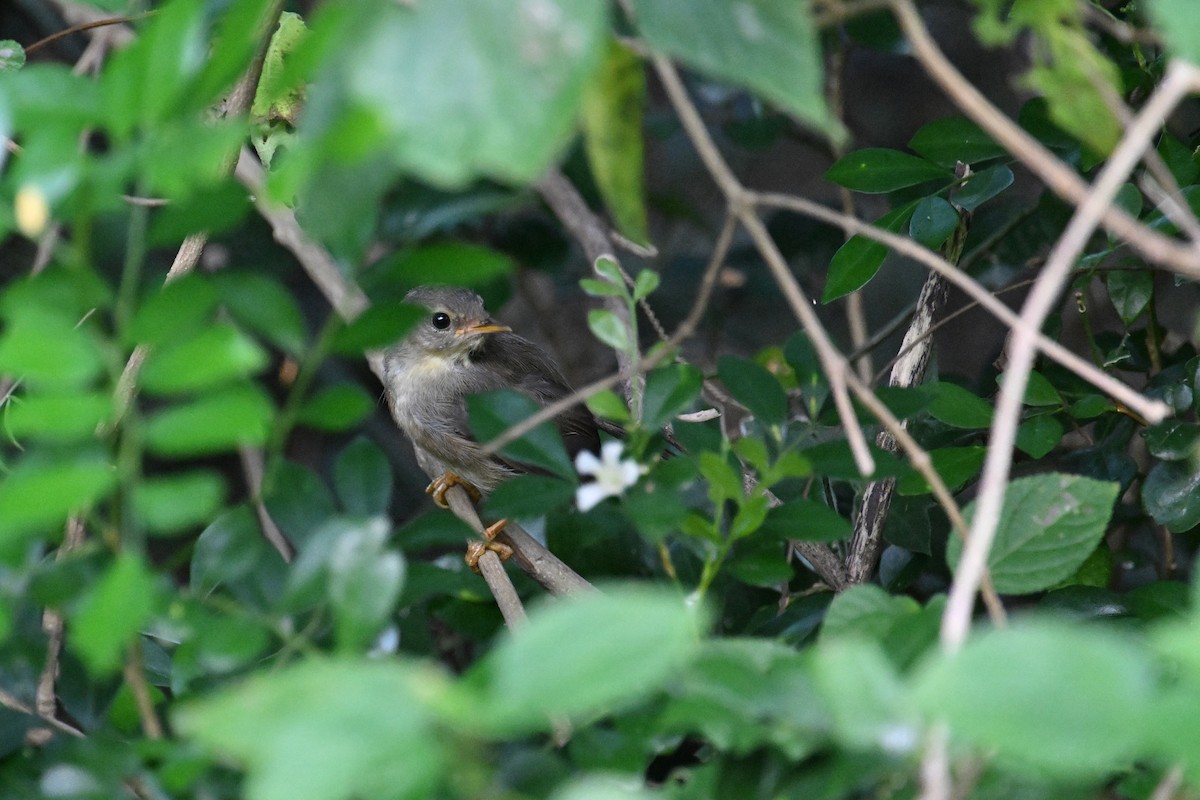 Brownish-flanked Bush Warbler - ML623273629