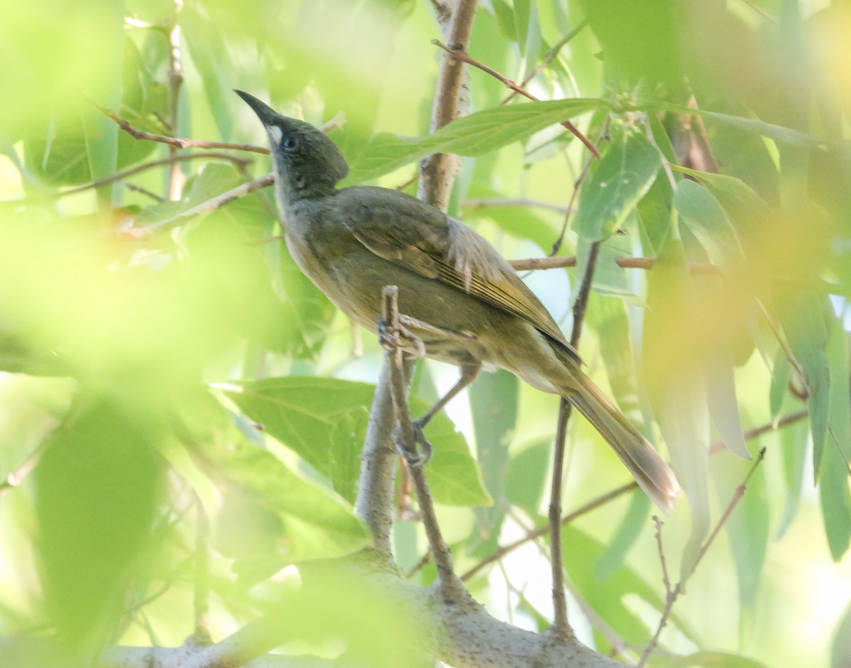 White-gaped Honeyeater - ML623273637