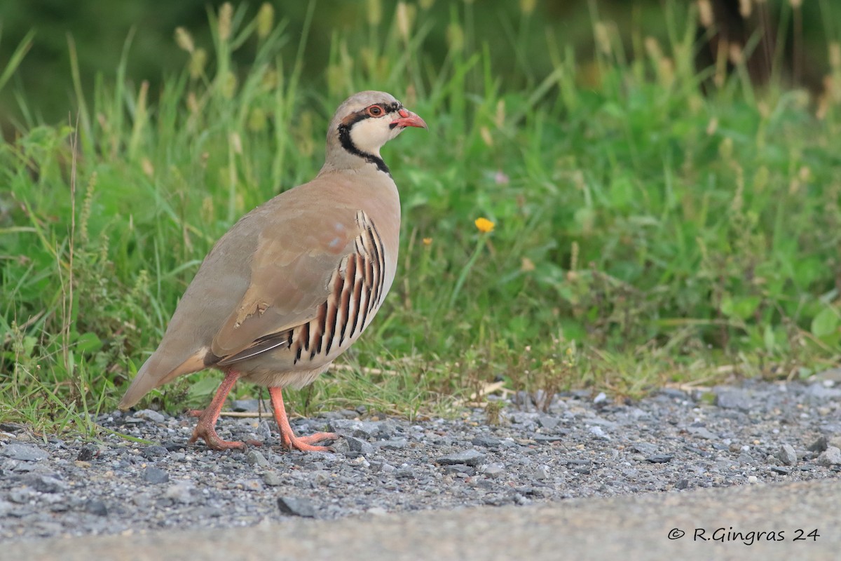 Chukar - ML623273646