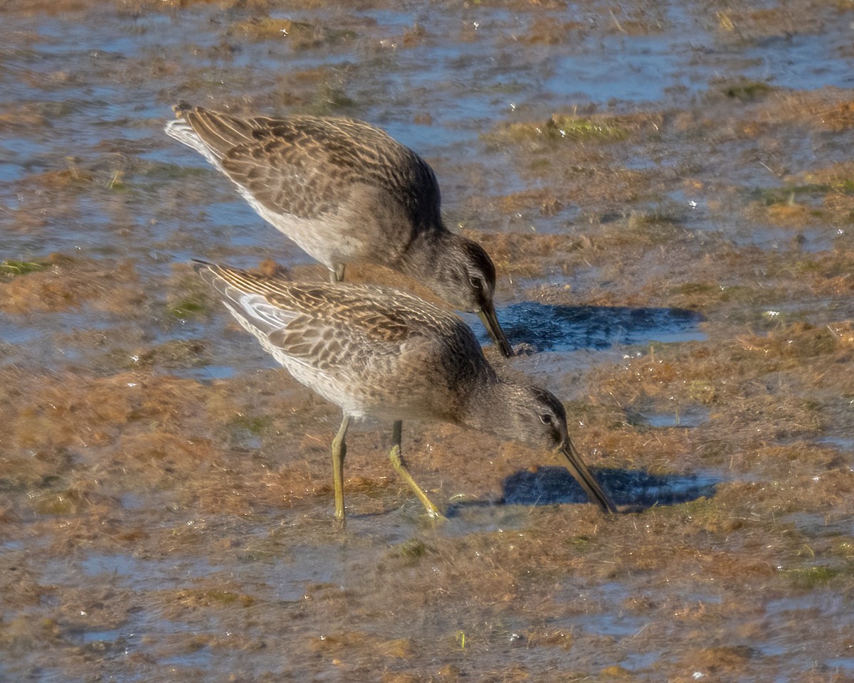 Short-billed Dowitcher - ML623273720