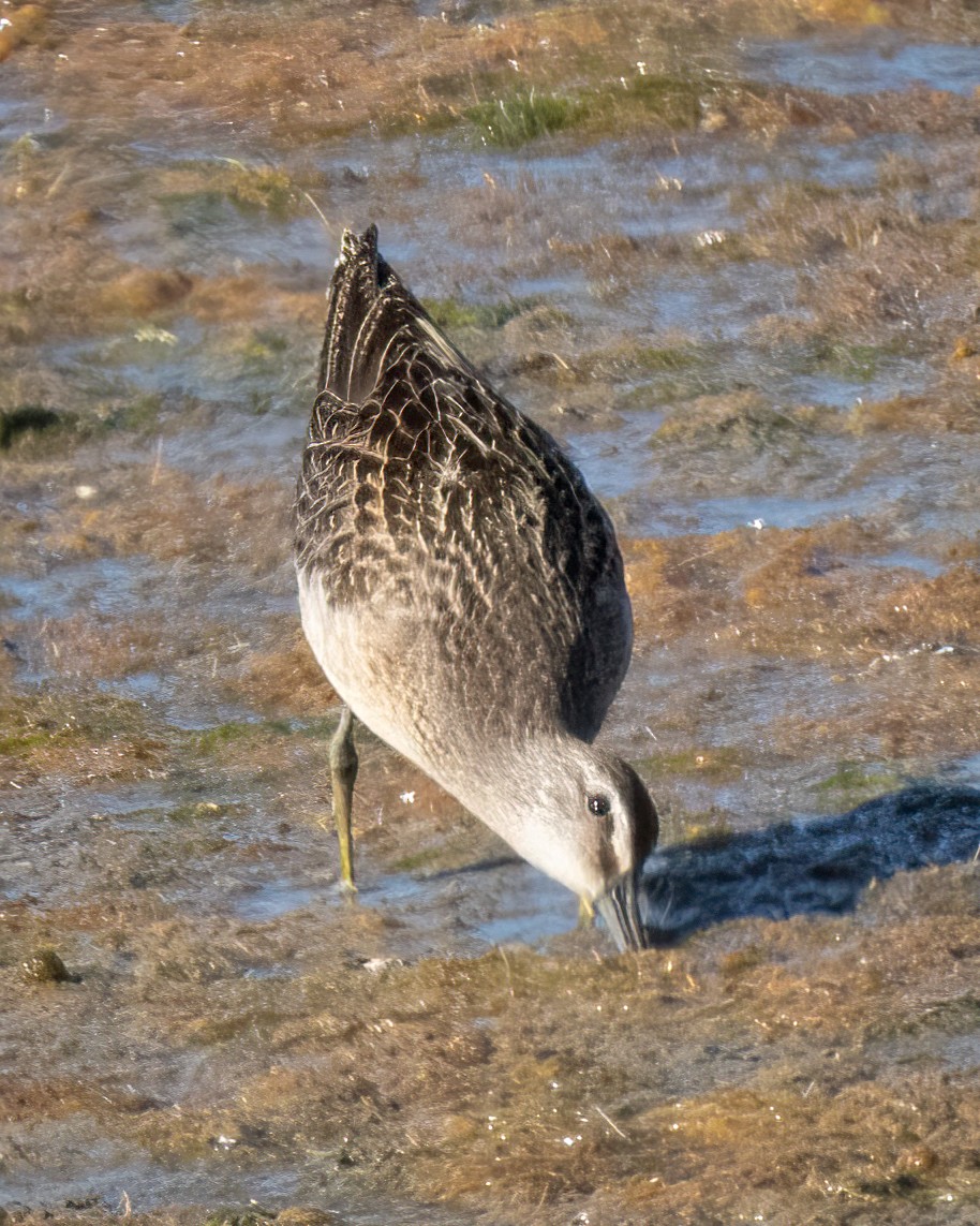 Short-billed Dowitcher - ML623273721