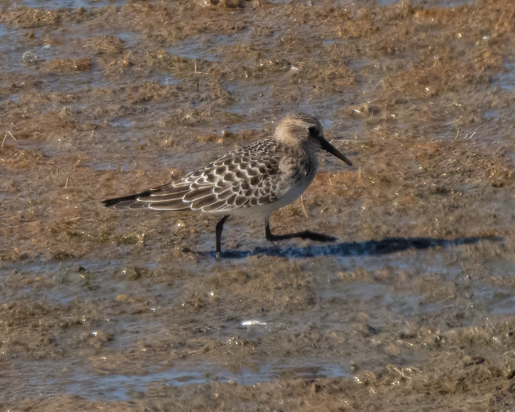 Baird's Sandpiper - ML623273732