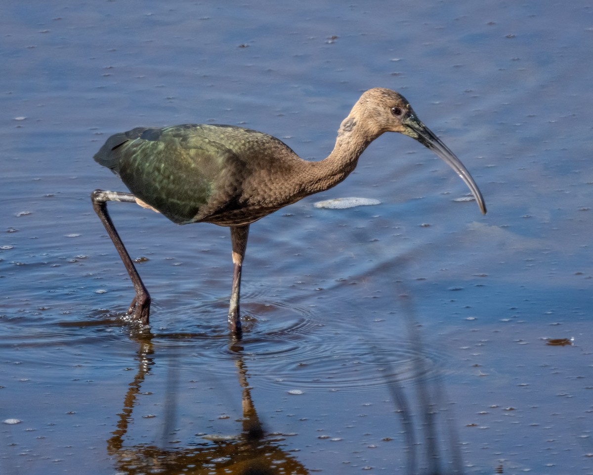 White-faced Ibis - ML623273735