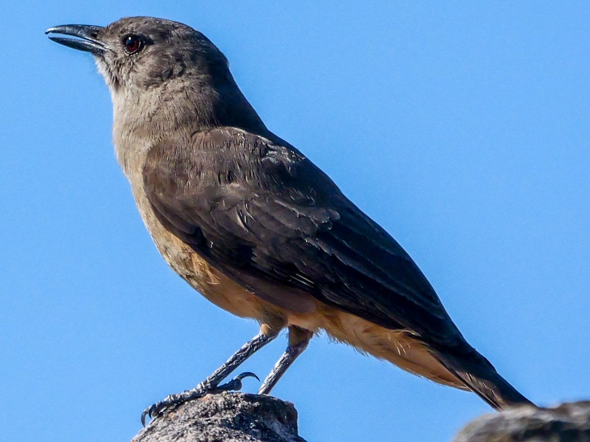 Sandstone Shrikethrush - ML623273759