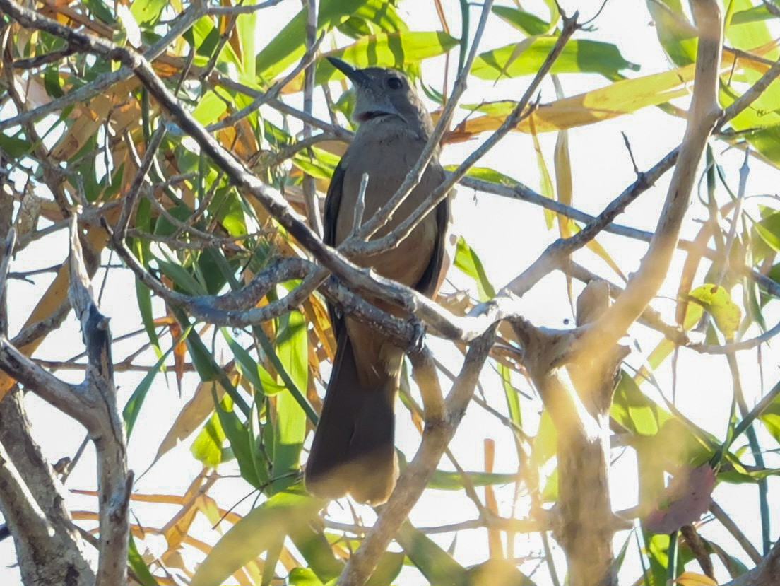 Sandstone Shrikethrush - ML623273762