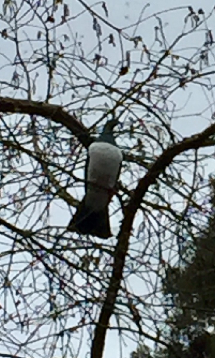 New Zealand Pigeon - ML623273782