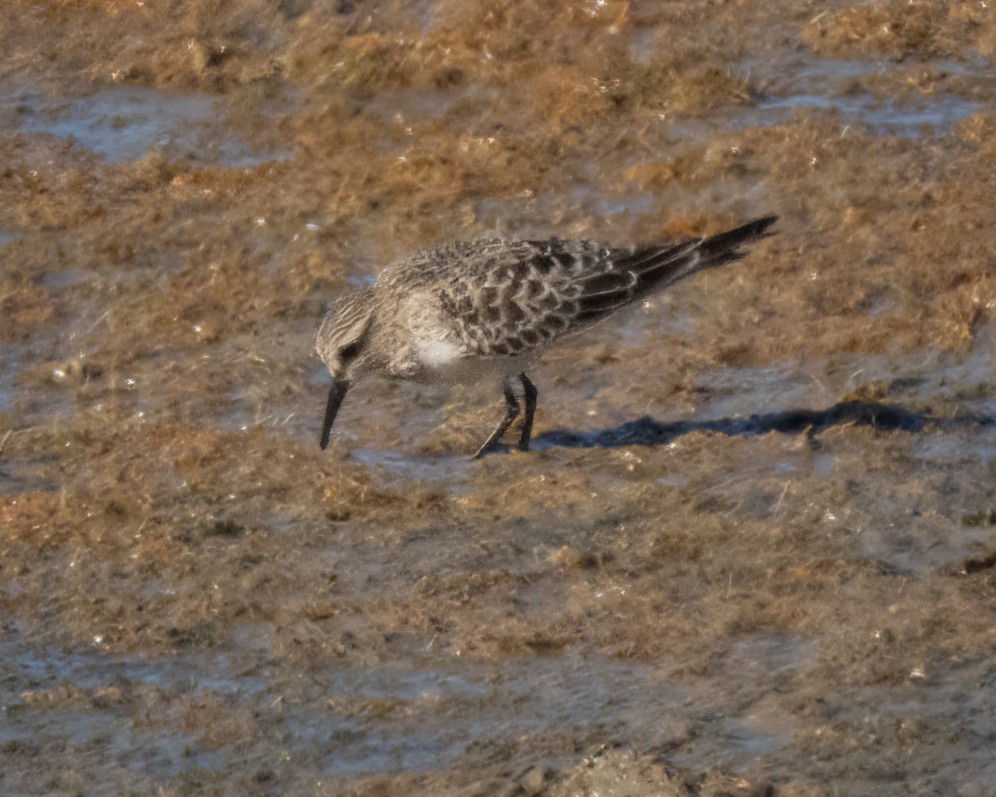 Bairdstrandläufer - ML623273786