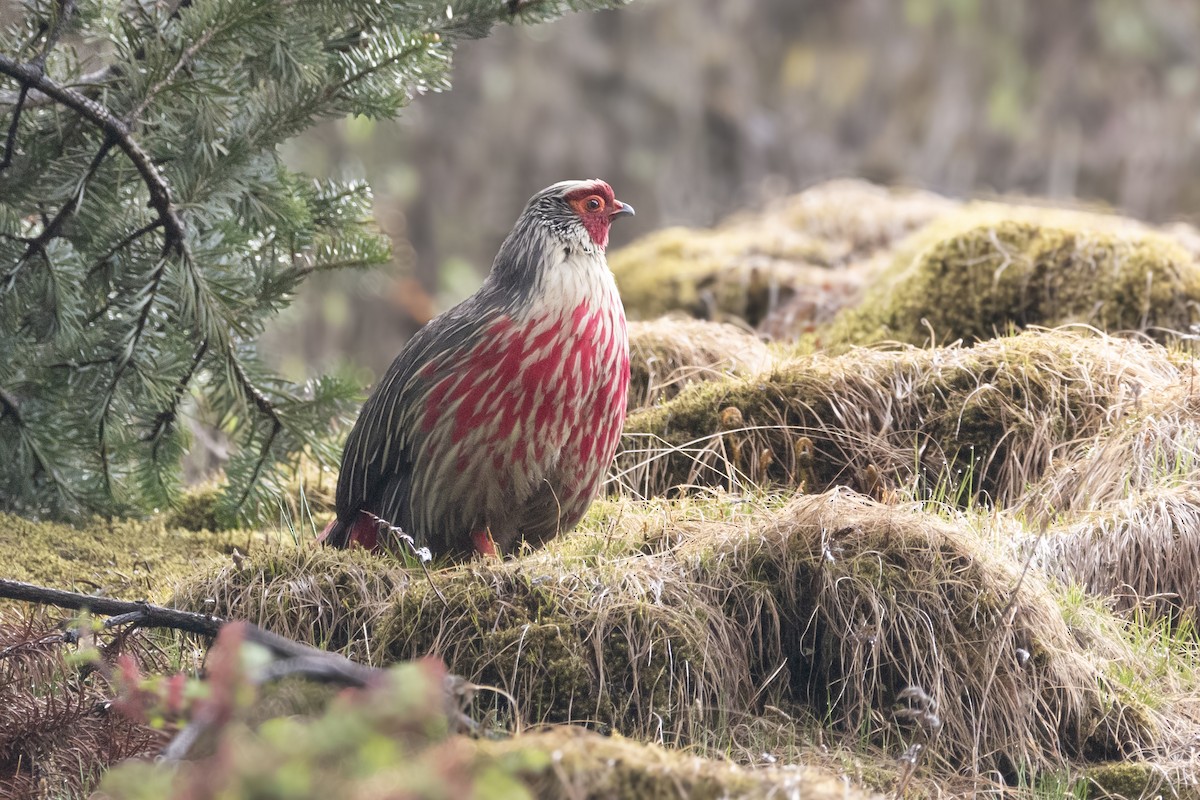 Blood Pheasant - ML623273851