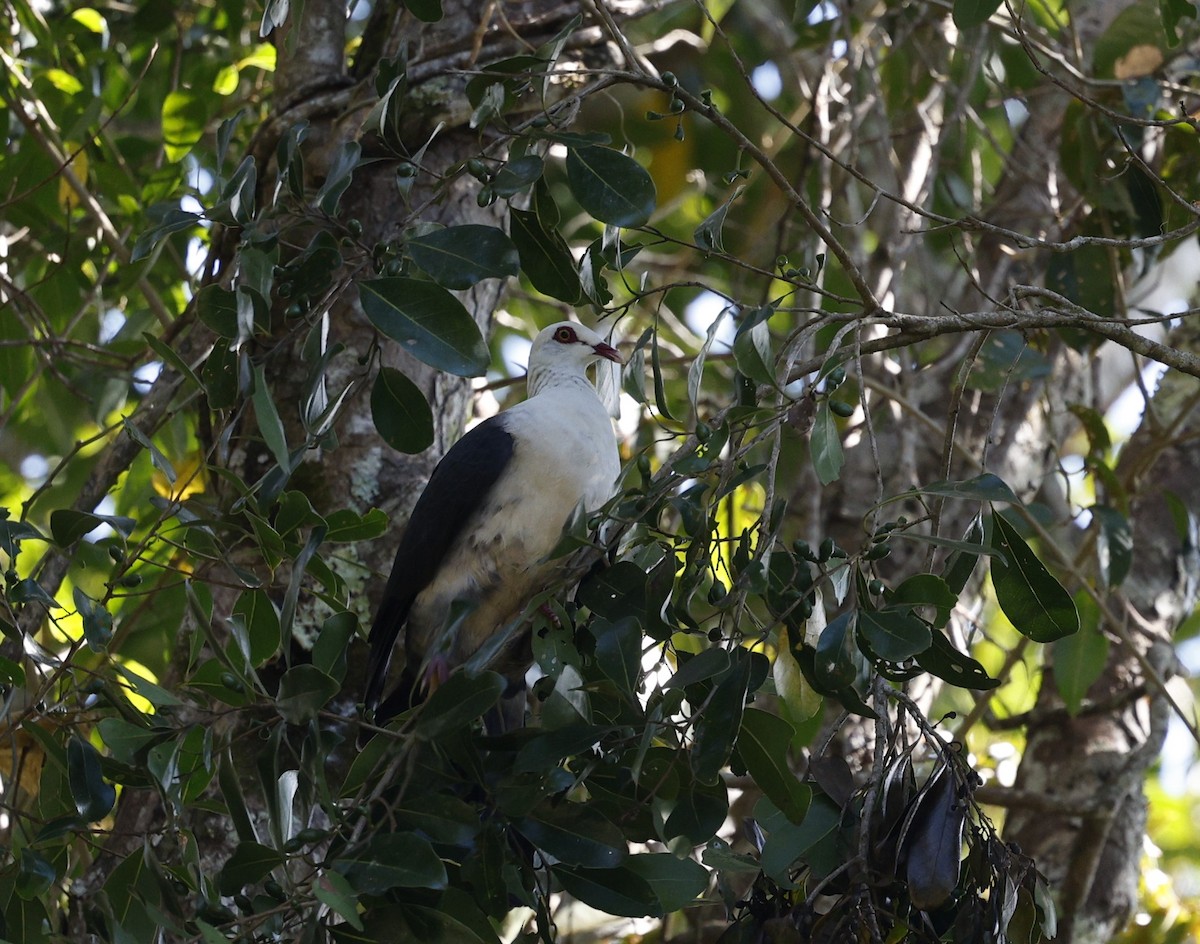 White-headed Pigeon - Cathy Pert