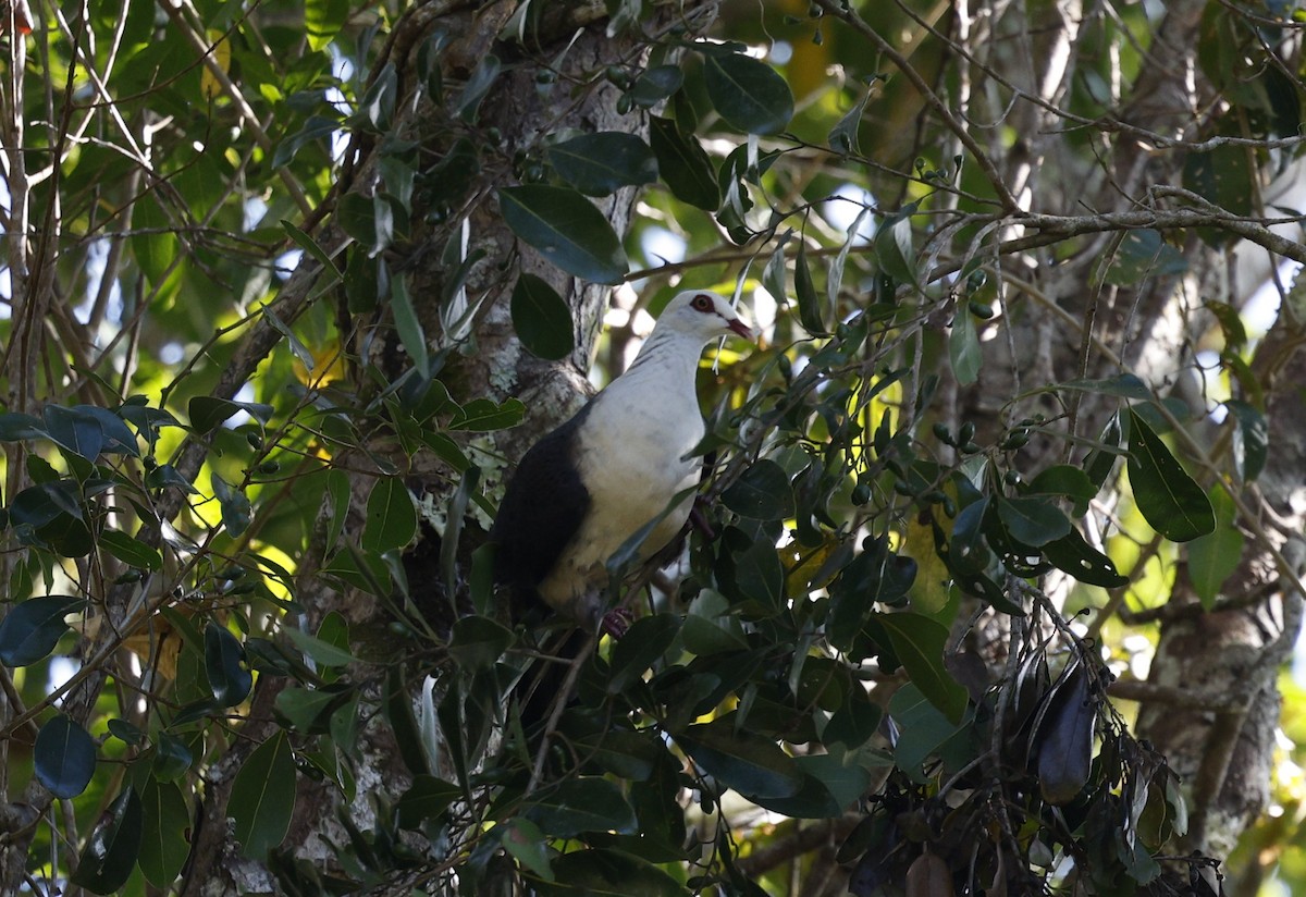 White-headed Pigeon - ML623273886