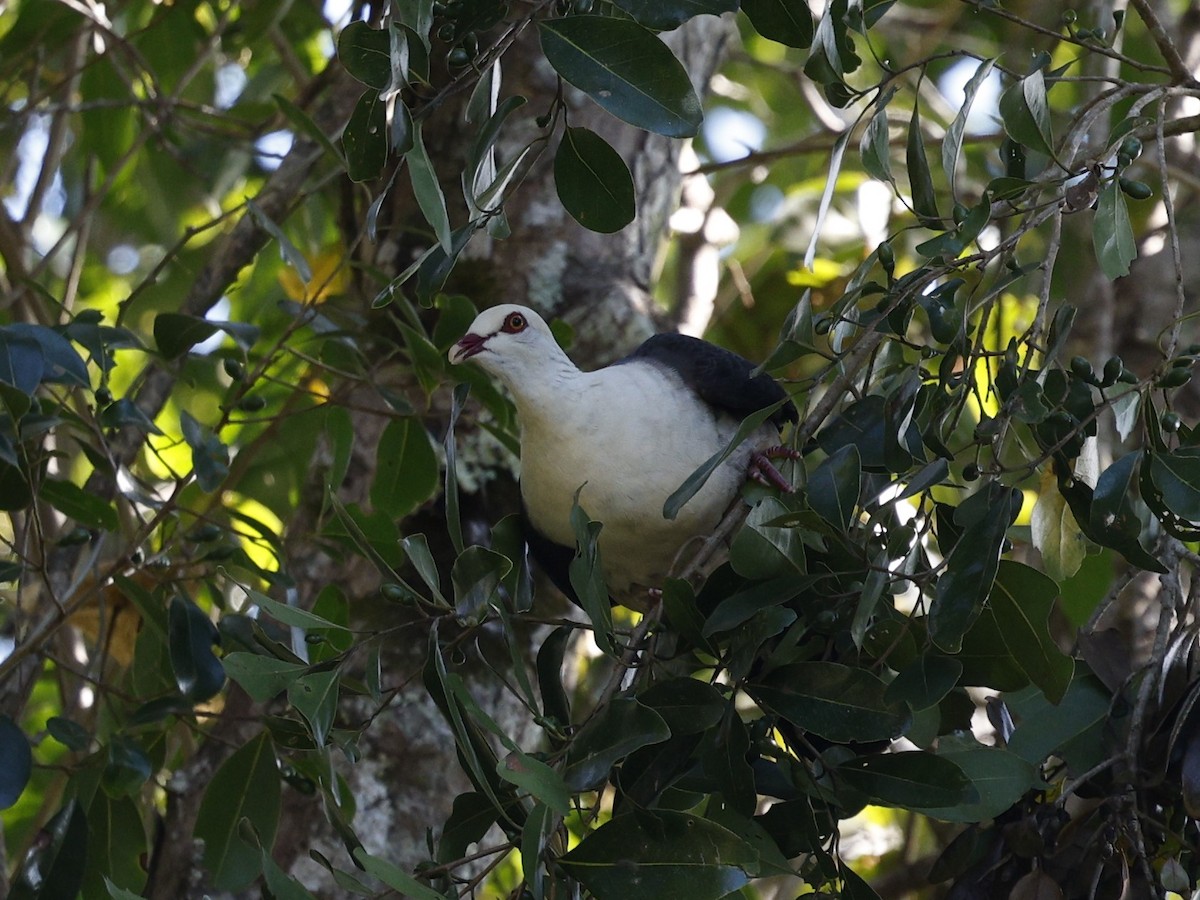 White-headed Pigeon - ML623273887