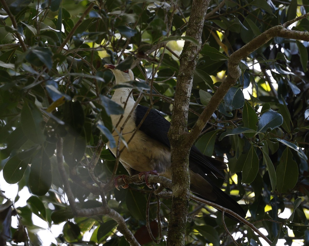 White-headed Pigeon - ML623273888