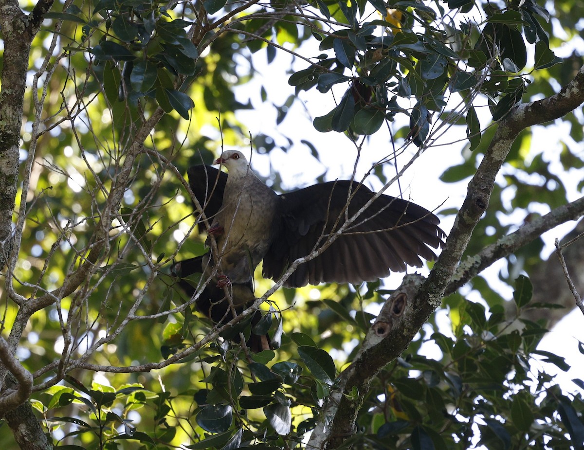 White-headed Pigeon - ML623273889