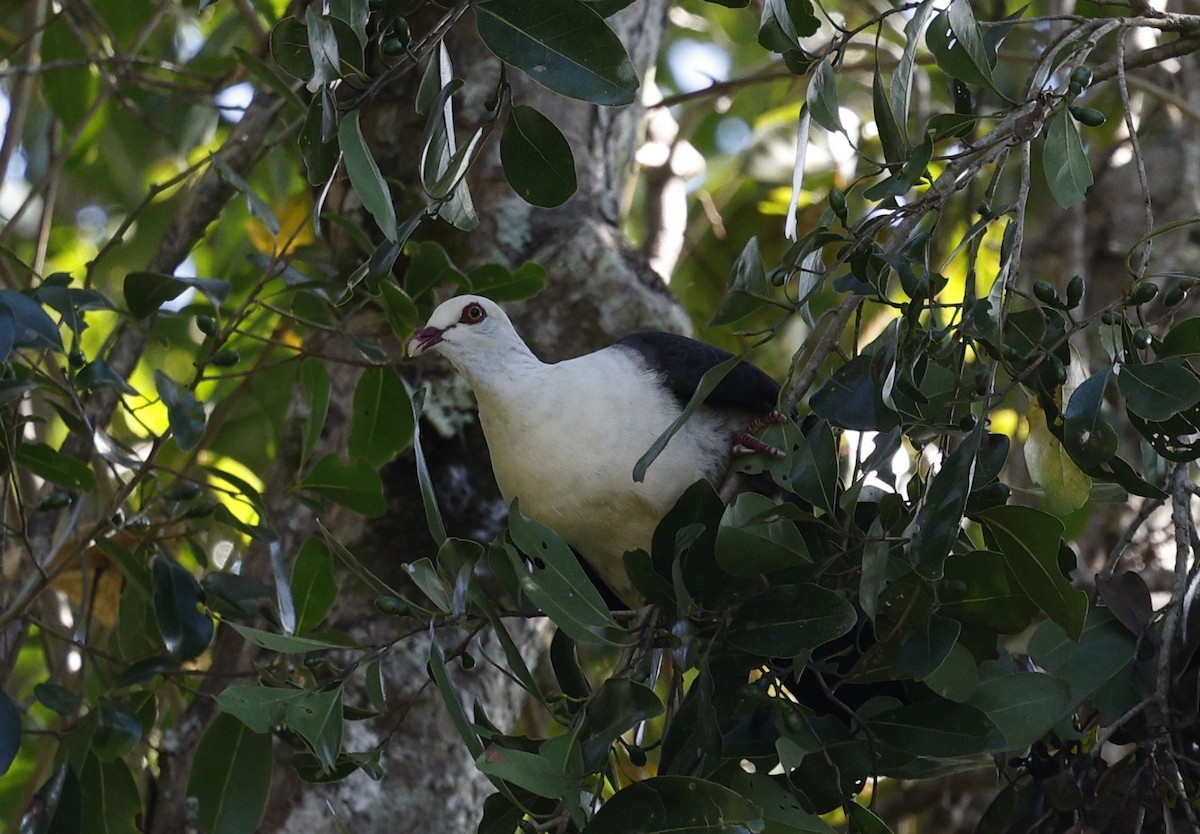 White-headed Pigeon - ML623273890