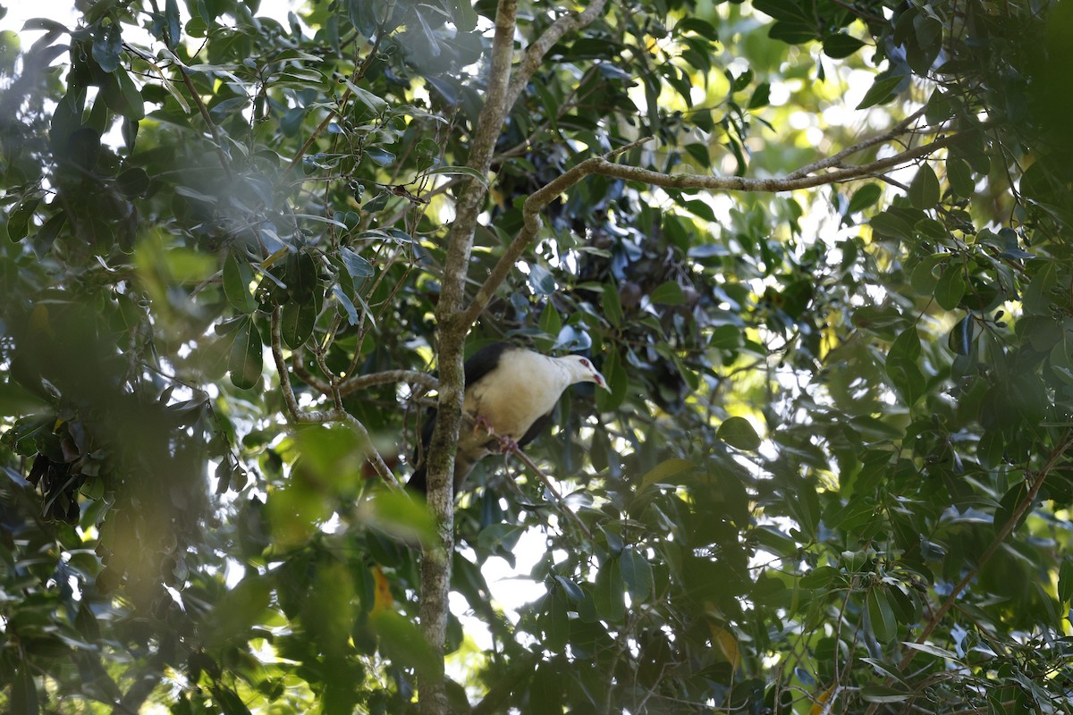 White-headed Pigeon - Cathy Pert