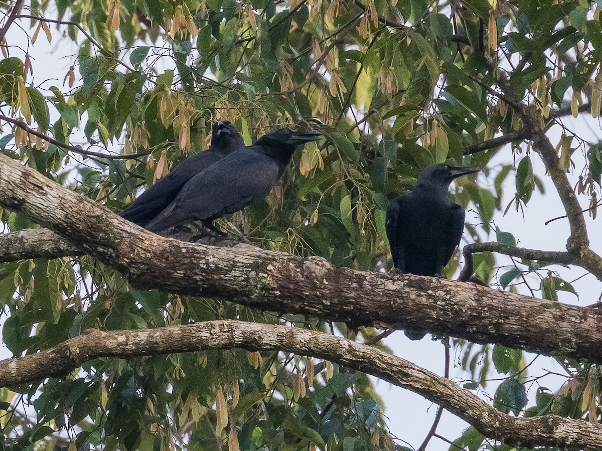 Slender-billed Crow - ML623273925