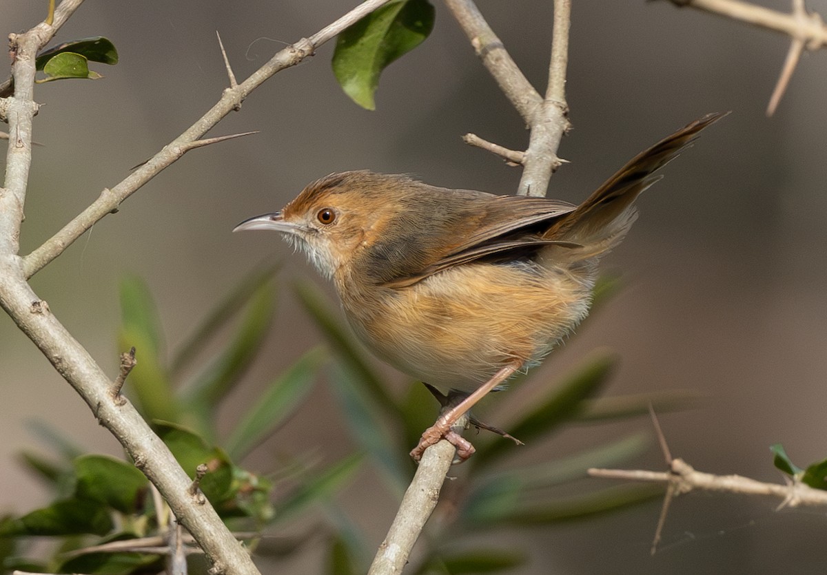 Red-faced Cisticola - ML623273936