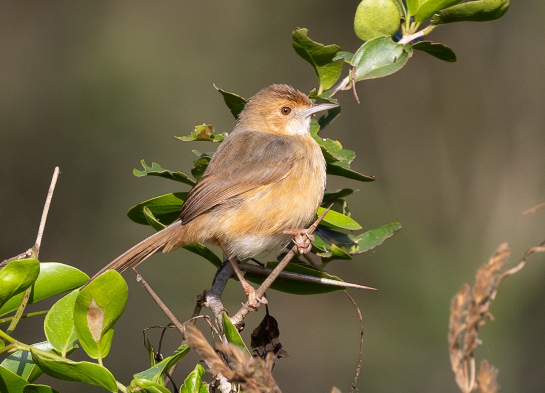 Red-faced Cisticola - ML623273937