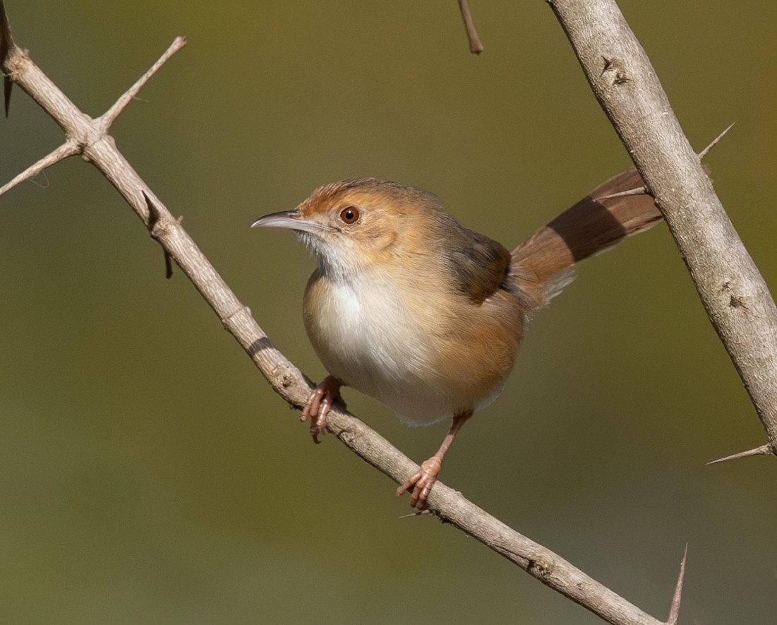 Red-faced Cisticola - ML623273938