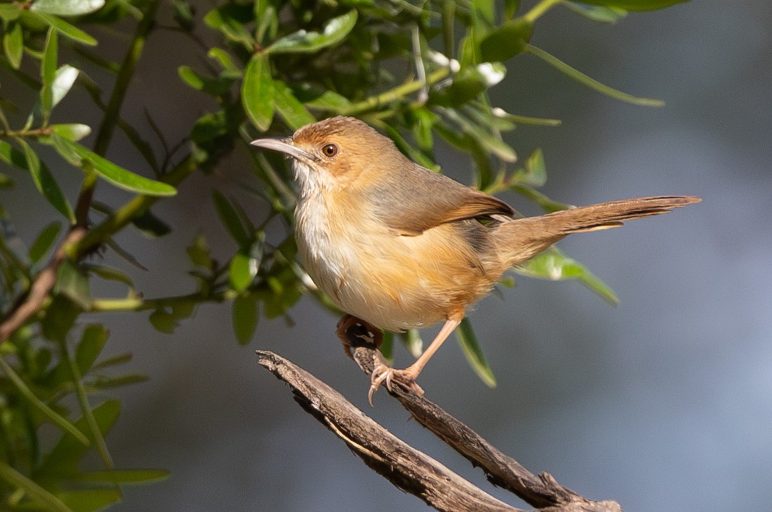 Red-faced Cisticola - ML623273939