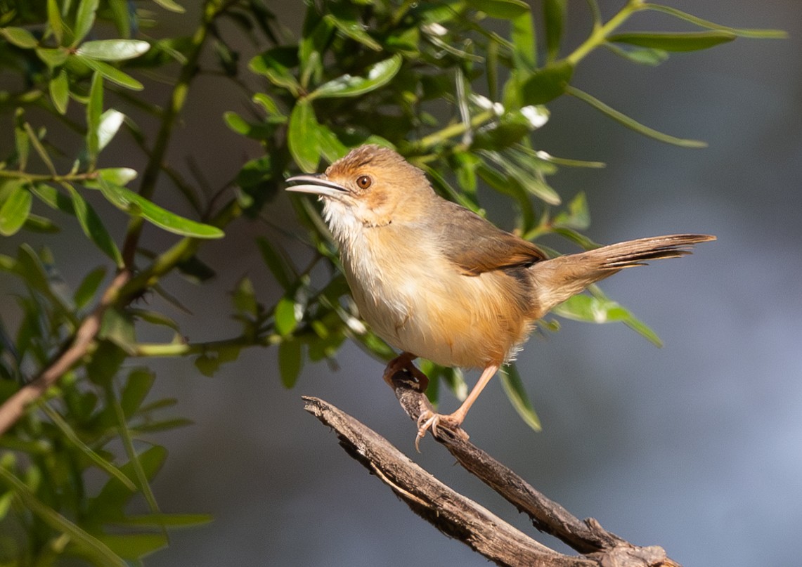 Red-faced Cisticola - Michael Buckham