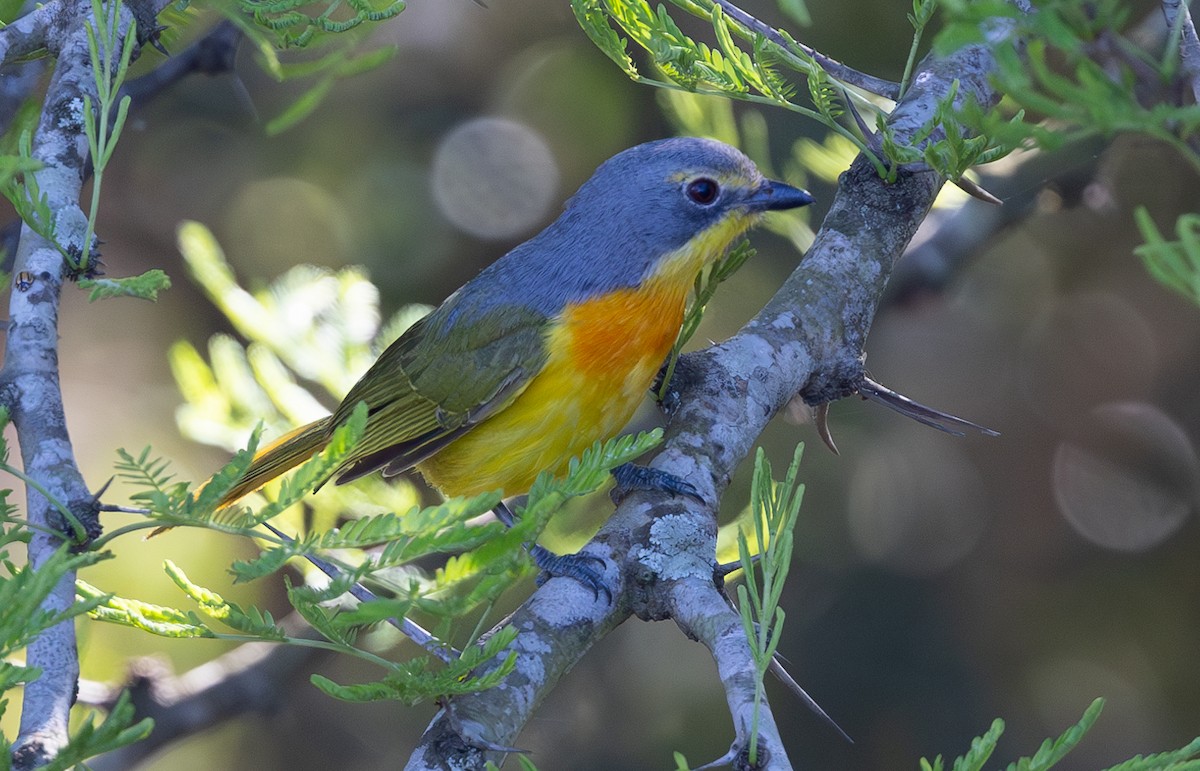 Sulphur-breasted Bushshrike - Michael Buckham