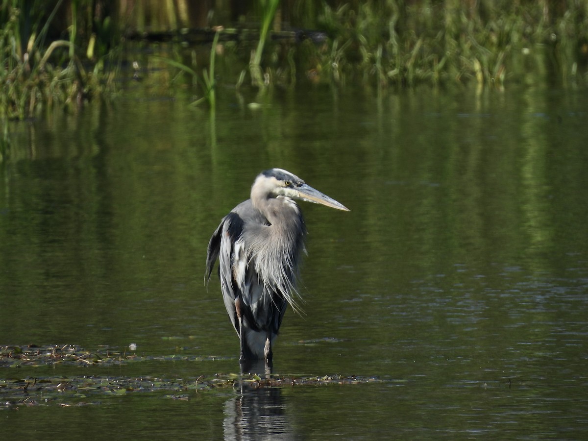 Great Blue Heron - ML623274039