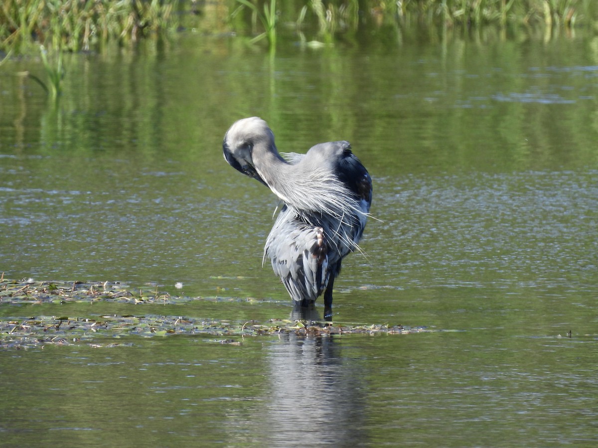 Great Blue Heron - ML623274042