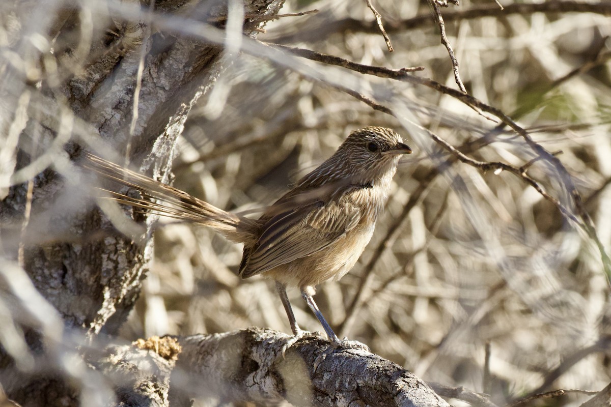 Western Grasswren - ML623274082