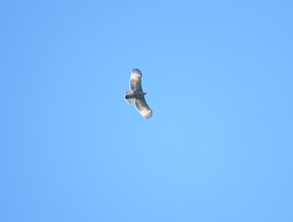 Mountain Hawk-Eagle - Liao Tzu-Chiang