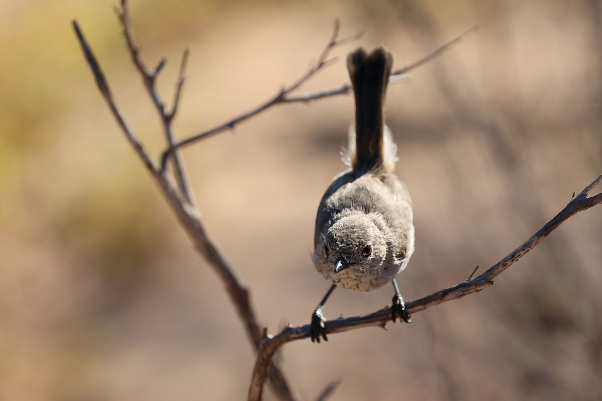 Inland Thornbill - ML623274097